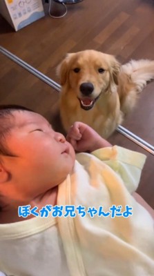 抱っこされている赤ちゃんを見上げる犬