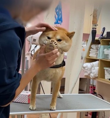 トリマーにほっぺを押されて口輪を戻される犬