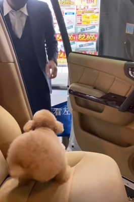 姿勢を低くしておしりを振る犬