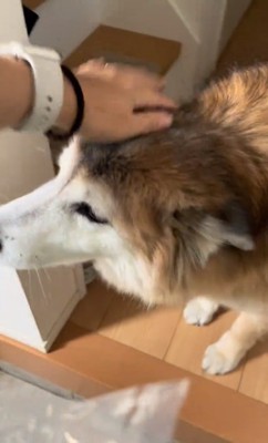 撫でられるごん太郎くん