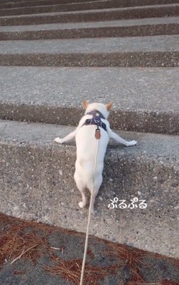 尻尾が震えるワンコ