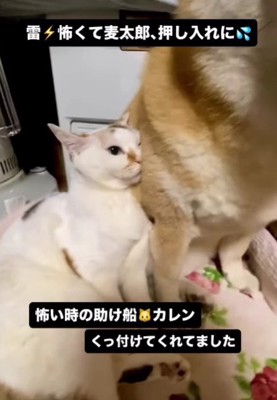 猫の可憐ちゃんがやってきて…