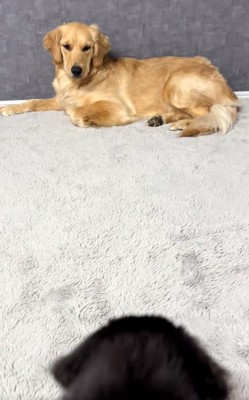 ゴールデンさんと子犬の頭