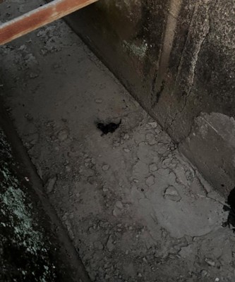 溝に落ちていた赤ちゃん猫