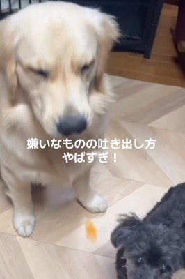 Ｑ太くんにみかんを投げたら7