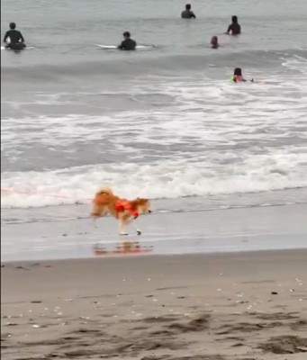 海辺を走る柴犬