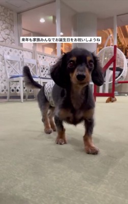 駆け寄ってくるテトくん