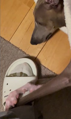 クッションに潜むプットくん3