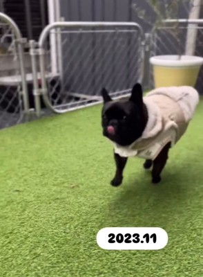 走るあずきちゃん