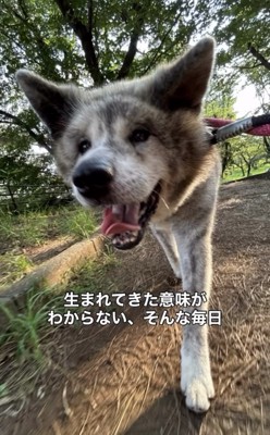 木漏れ日の中を歩く犬