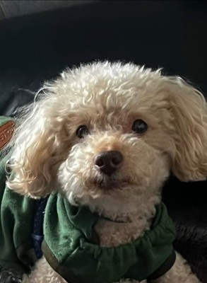 ビジュが変わるアレクくん