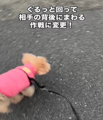 移動する犬