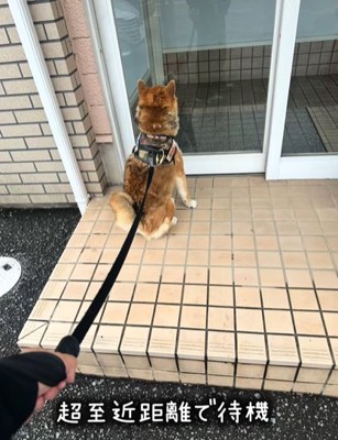 動物病院のドア前で座る柴犬
