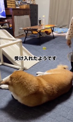 懐の深いごまちゃん