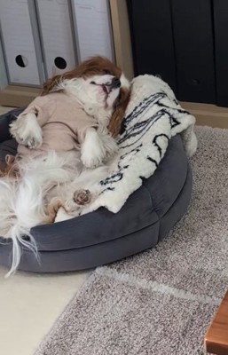 ベッドで寝る犬3