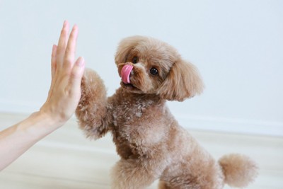ハイタッチする犬