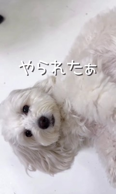 横になっている白い犬