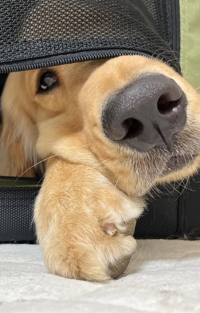 カートの中の大型犬