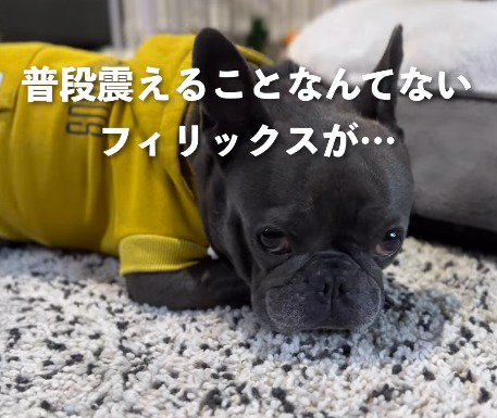 震えて床に伏せる犬