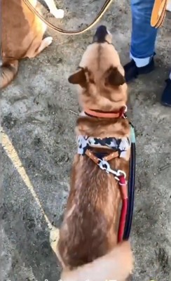 尻尾を振るラムちゃん