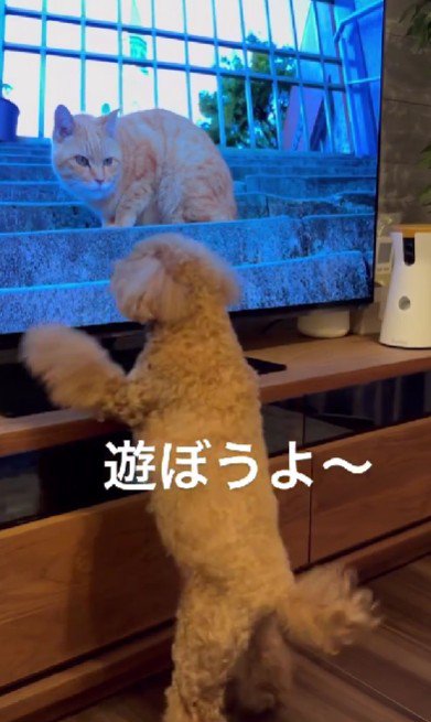 まるで片思い中の少女