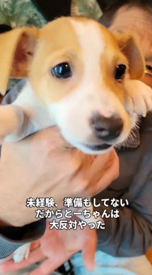 男性に抱っこされてカメラの前に差し出される子犬