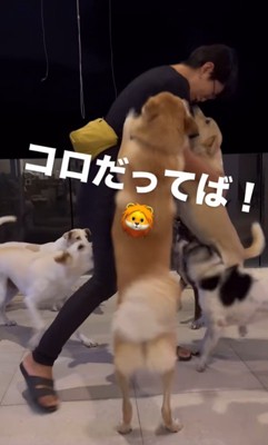 お母さんを歓迎する保護犬たち7