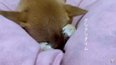 前足で頭を抱える富くん