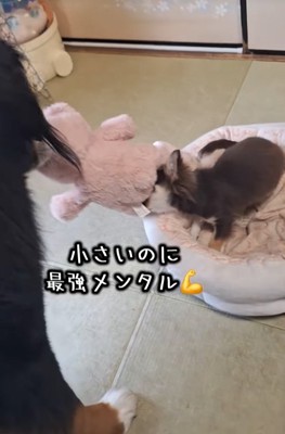 気が強い小型犬