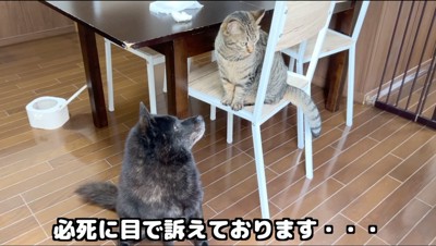 椅子に乗った猫を見上げる犬