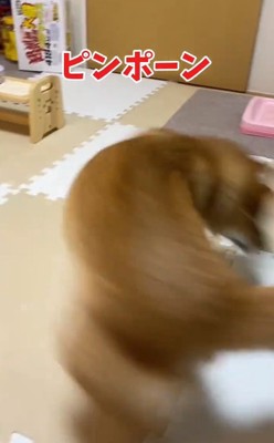 勢いがついてきたはなちゃん