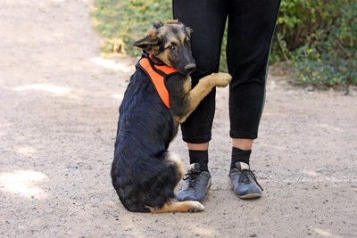 しがみつく犬