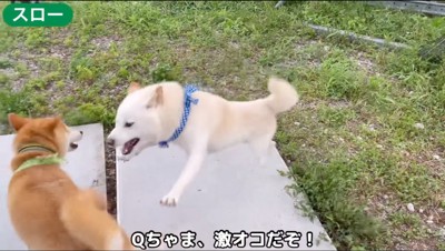 茶色い犬に飛びかかる白い犬