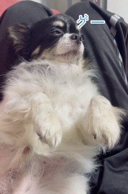 いびきをかくちーちゃん