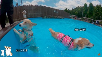 コーギーのスイミングスクール4