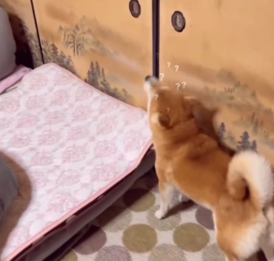 必死におやつを探す柴犬