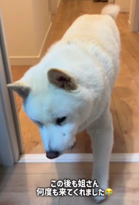 「もう!世話がやけるんだから!!」