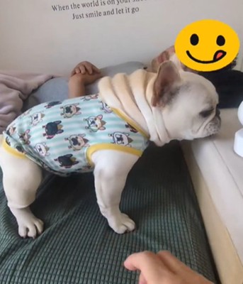 立ち上がる犬