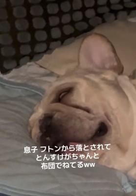 白目を剥いて眠る犬