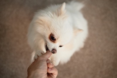 飼い主の指を噛む犬