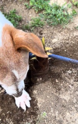 タケノコ掘りをするワンコ2