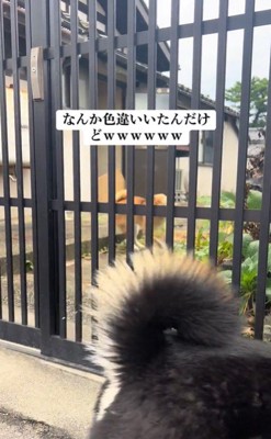 こめちゃんとラッキーくんのやり取り7