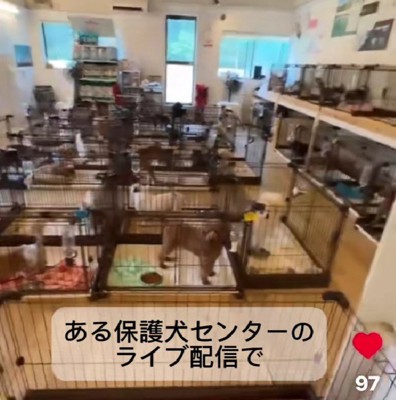 保護犬センターのライブ配信を見ていると…