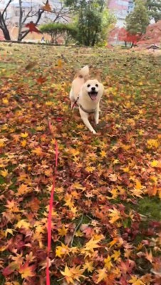 飼い主の方へ走ってくる犬