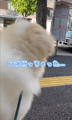 お姉さんを迎えに来たボンドくん4