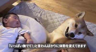 赤ちゃんの隣で寝そべる犬