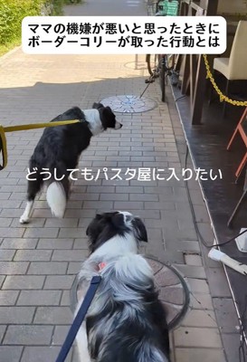 ママの機嫌が悪い時のワンコたちの行動6