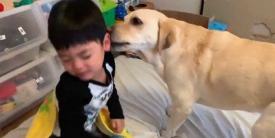 男の子を起こすバウくん⑩