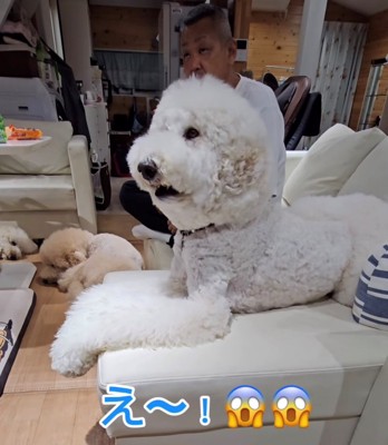 ソファの上で伏せをする犬1