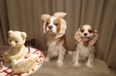 ケーキを前に並ぶ犬たち